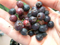 Crataegus castlegarensis