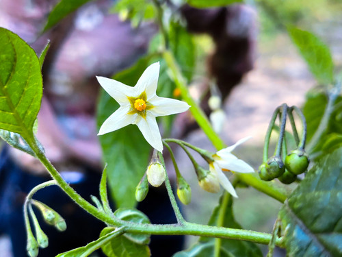 Solanum macrotonum