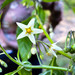 Solanum macrotonum - Photo (c) Fernanda Proaño Salazar, algunos derechos reservados (CC BY-NC), subido por Fernanda Proaño Salazar