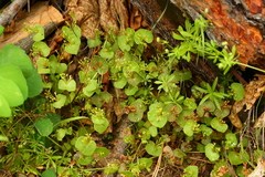 Claytonia rubra