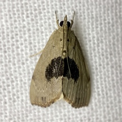 Crocidolomia suffusalis