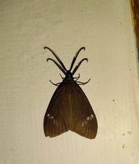 Cyclosia latipennis