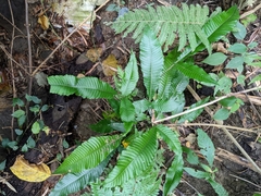 Bolbitis heteroclita