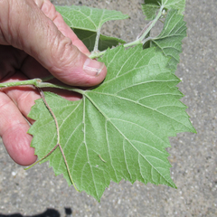 Vitis acerifolia