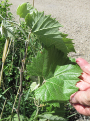 Vitis acerifolia