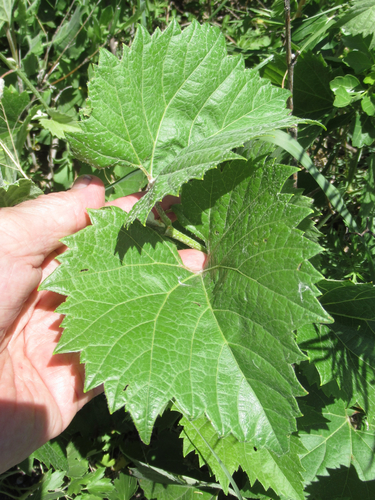 Vitis acerifolia
