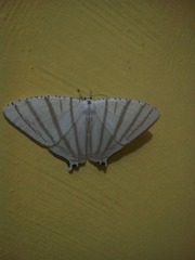 Urapteroides astheniata