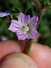 Nicean mallow (Malva nicaeensis)