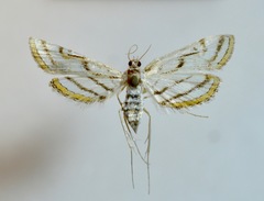 Image of Parapoynx badiusalis