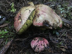 Butyriboletus autumniregius