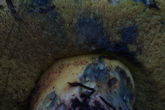Butyriboletus autumniregius