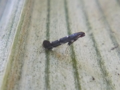 Corythoxestis zorionella