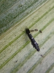 Corythoxestis zorionella