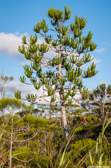 Araucaria goroensis