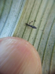 Corythoxestis zorionella