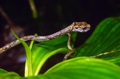 Aplopeltura boa