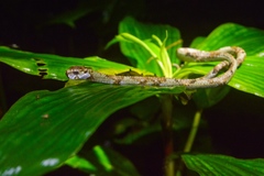 Aplopeltura boa
