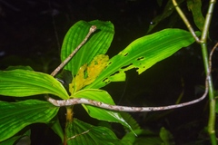 Aplopeltura boa