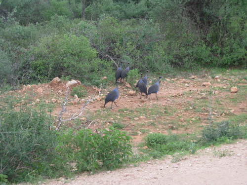 Vulturine Guineafowl