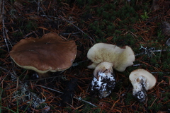 Suillus punctatipes