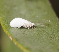 Coniopteryx