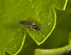 Pseudozygomma maculipennis
