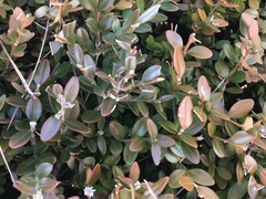Buxus koreana