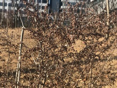 Cercis chinensis