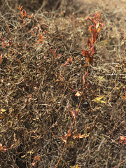 Spiraea prunifolia