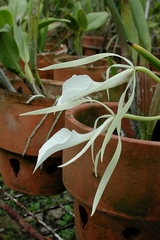 Brassavola