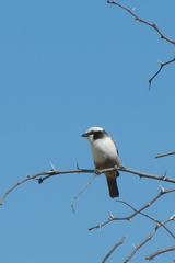 Eurocephalus anguitimens