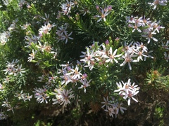 Olearia glutinosa