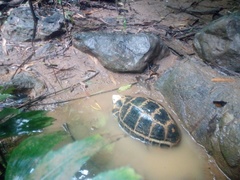 Indotestudo elongata