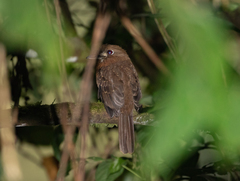 Malacoptila mystacalis