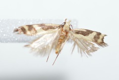 Chionodes landryi