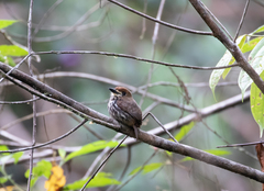 Micromonacha lanceolata