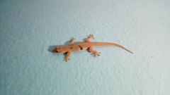 Hemidactylus flaviviridis