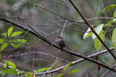Micromonacha lanceolata