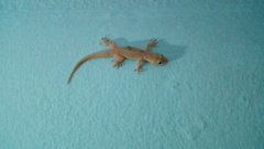 Hemidactylus flaviviridis