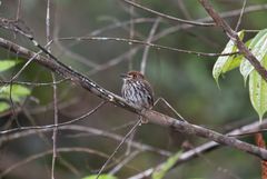 Micromonacha lanceolata