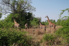 Giraffa camelopardalis thornicrofti