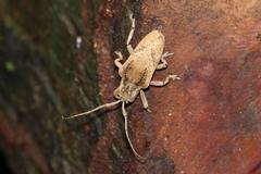 Hypselomus cristatus