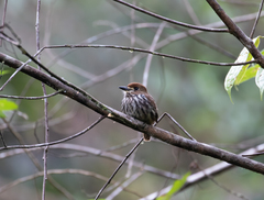 Micromonacha lanceolata
