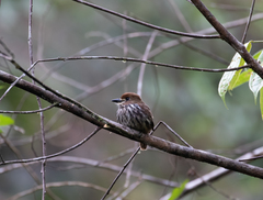 Micromonacha lanceolata