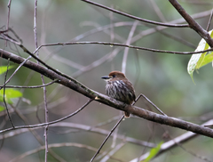 Micromonacha lanceolata