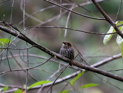 Micromonacha lanceolata