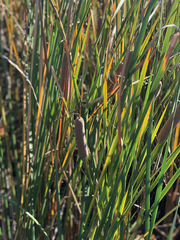Typha orientalis
