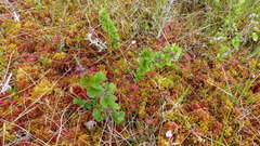 Betula michauxii