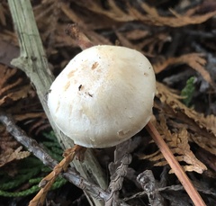 Hygrophorus piceae