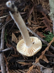 Hygrophorus piceae